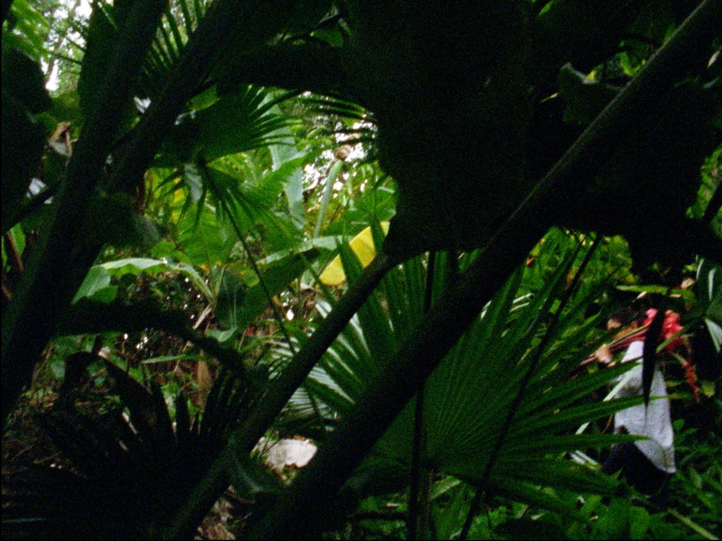 Green foliage with a person barely visible behind the leaves.